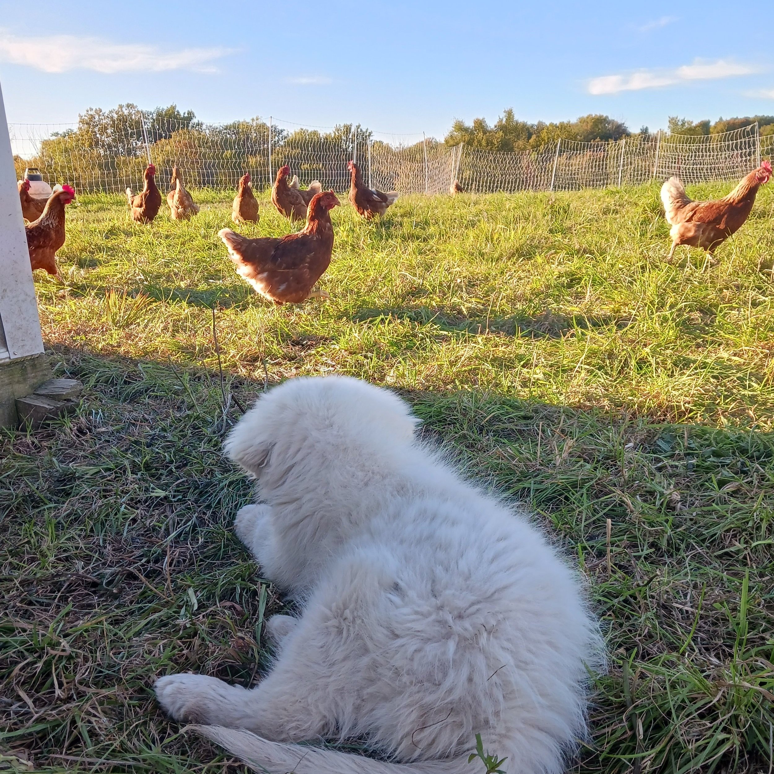 A fluffy white puppy lying in a grassy field, observing a flock of brown hens foraging in the background under a clear blue sky.