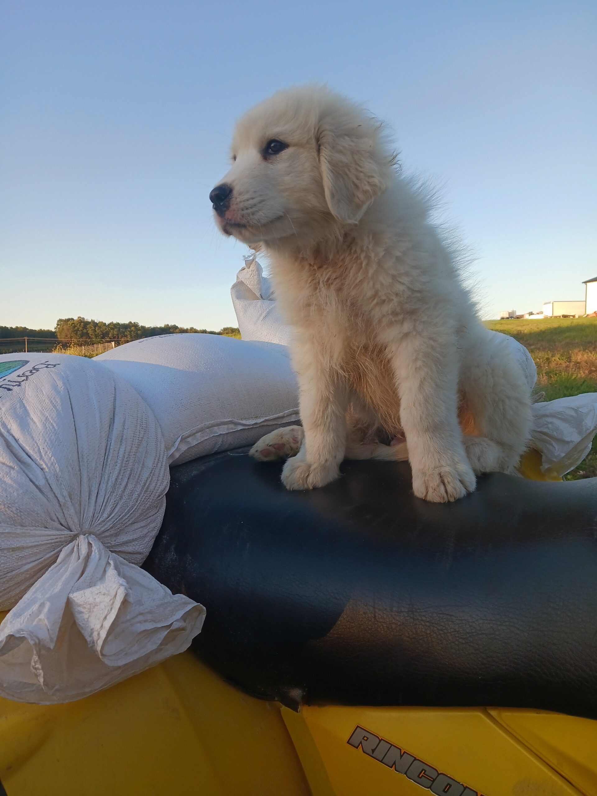 Fluffy golden retriever puppy sitting on a black saddle of an ATV, surrounded by white bags, against a clear blue sky and green landscape.