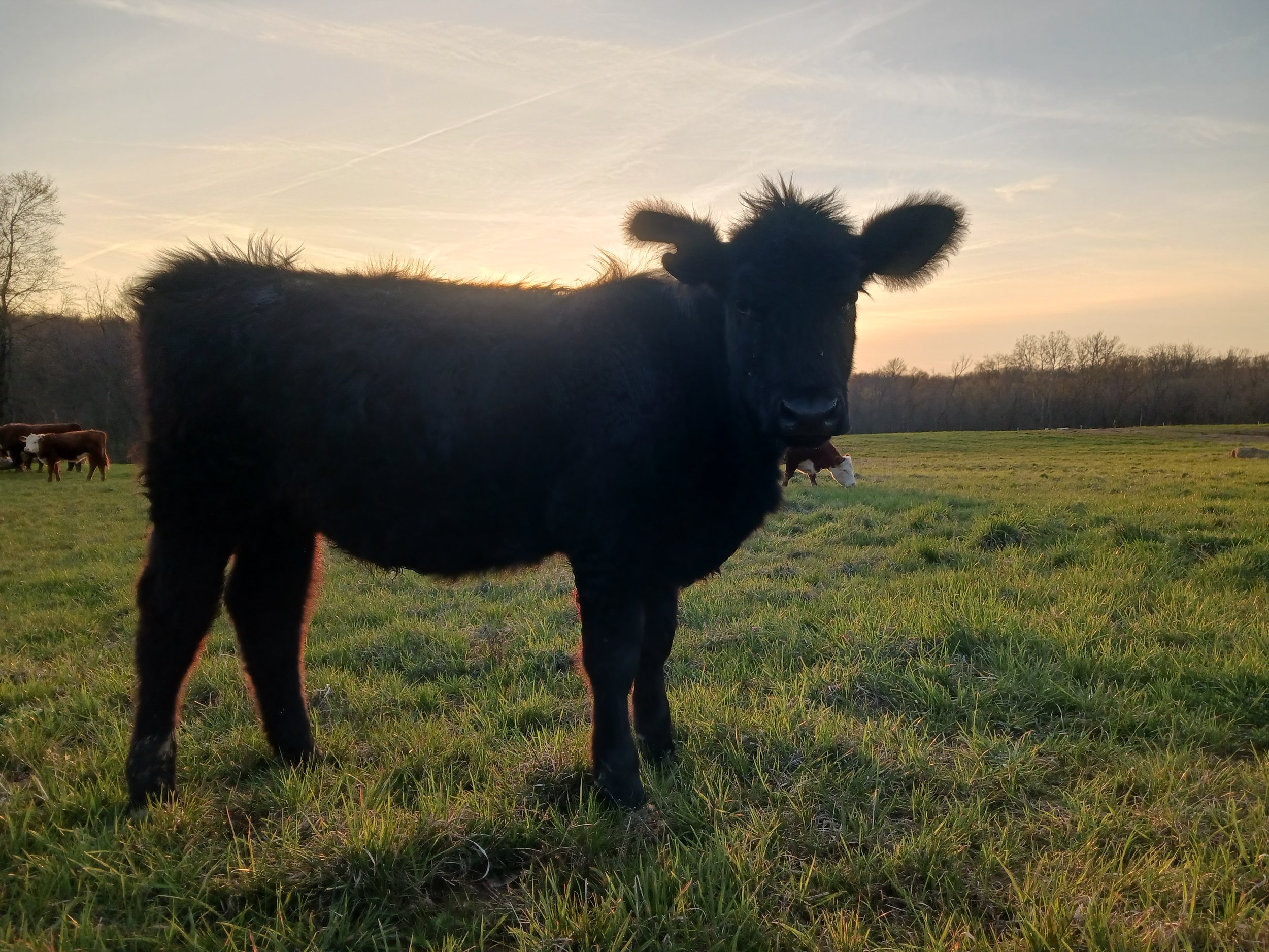 McCarty+Farmstead-+OH+-+20230411_194132 Black calf standing in a lush green field at sunset, surrounded by other cows in the background. The scene captures the tranquility of rural life and livestock farming.