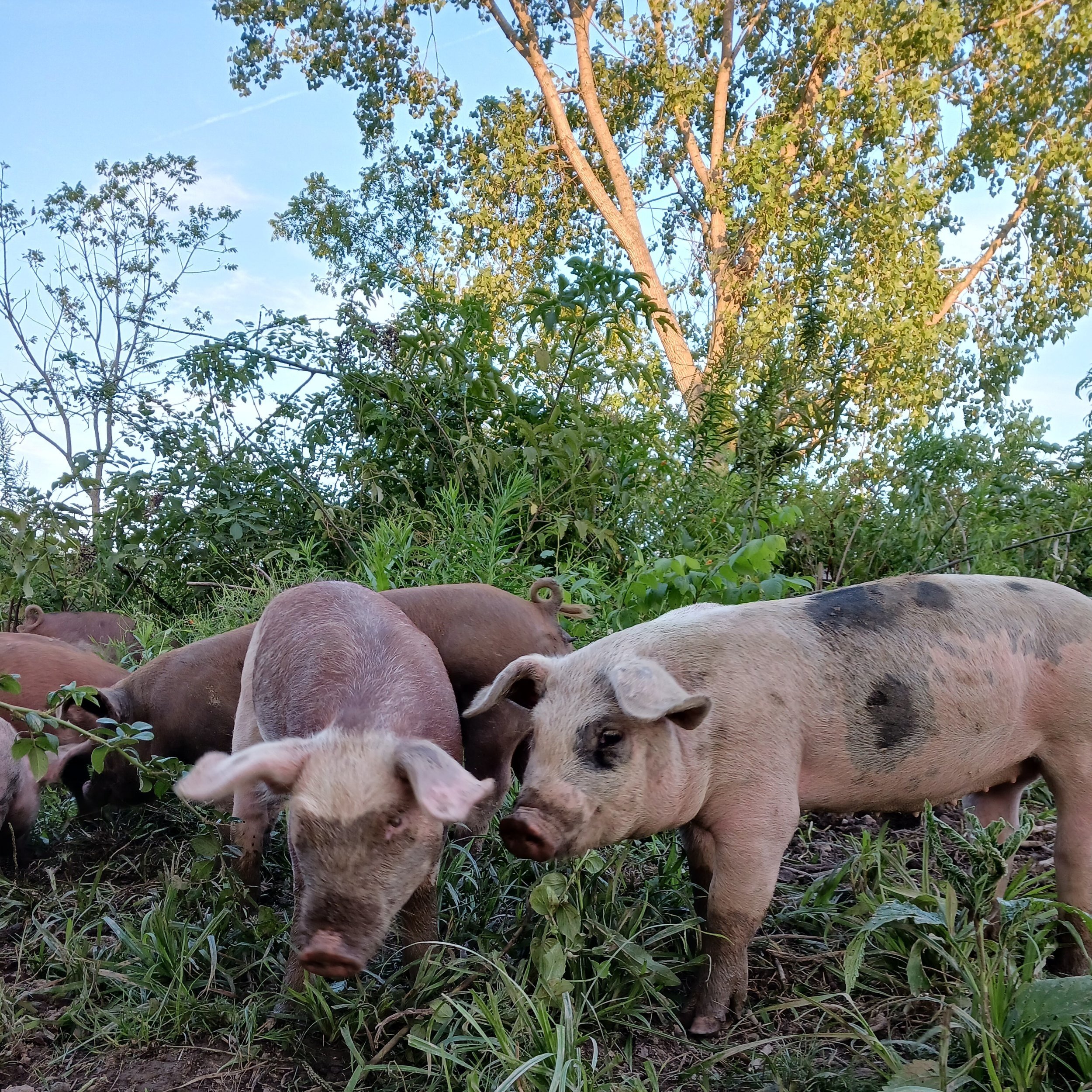 Two pigs foraging in a lush green field, surrounded by trees and foliage, highlighting sustainable farming practices.