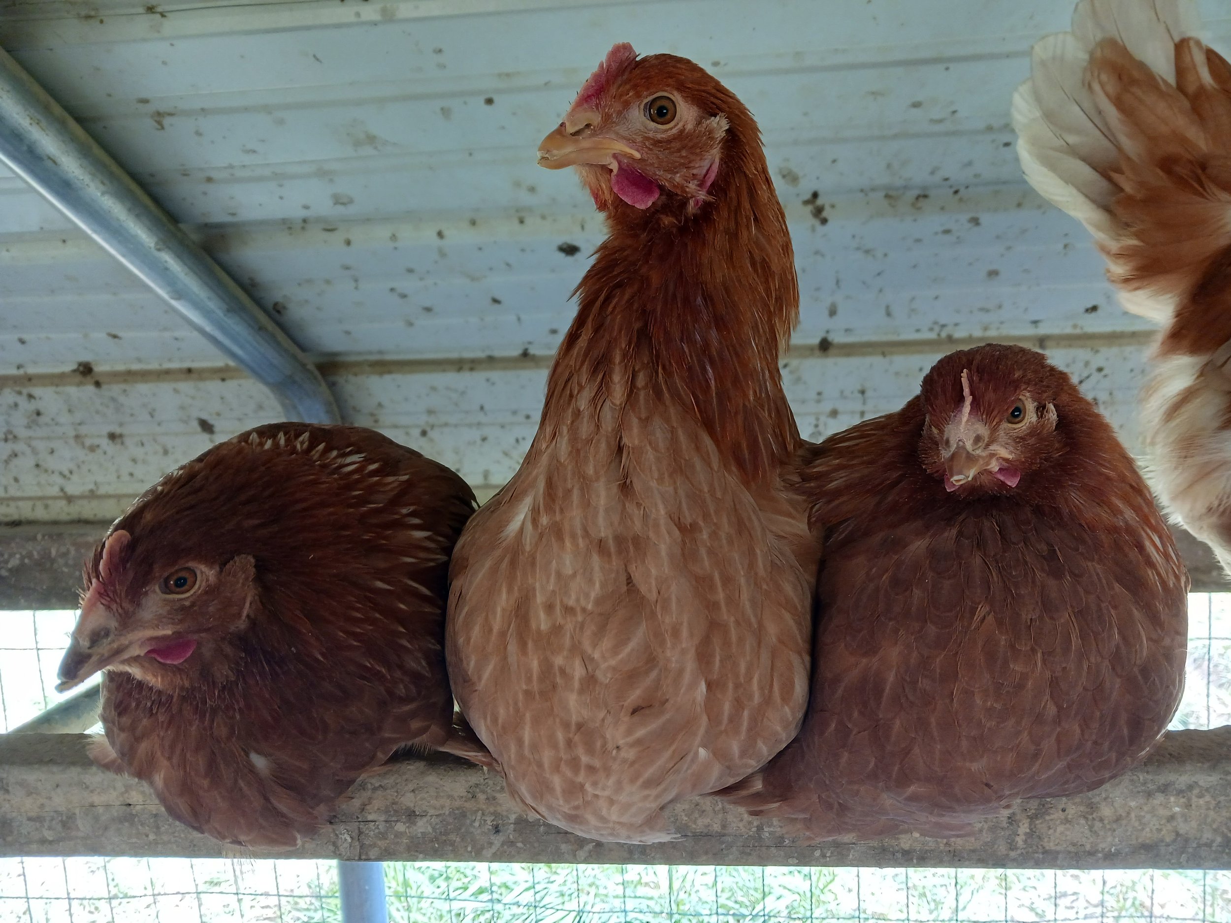 McCarty+Farmstead-+OH+-+20240407_132348 Three brown hens perched on a wooden beam inside a chicken coop, showcasing their feathers and distinct features under a metal roof.