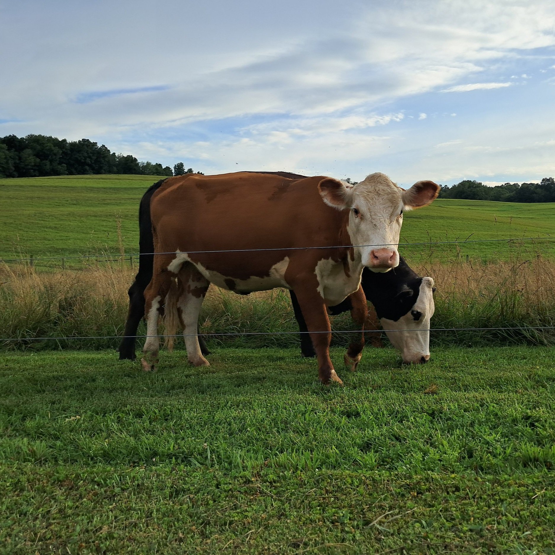 Two cows grazing in a green pasture with rolling hills in the background, one brown and white and the other black and white, separated by a fence.