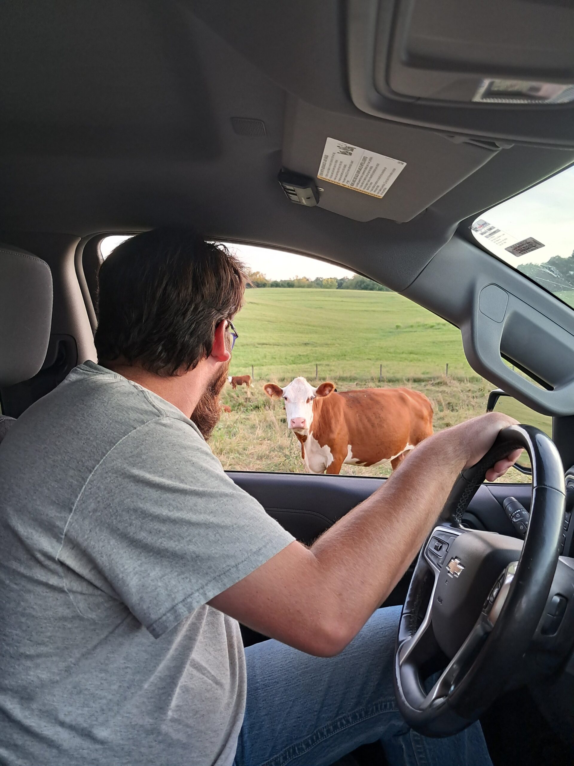 Man in a gray t-shirt sitting in a truck, looking out the window at a brown and white cow in a green pasture. The scene captures a rural setting with open fields in the background, highlighting a connection between humans and livestock.